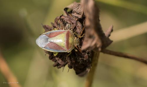 Piezodorus lituratus